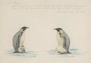 Dr Edward Wilson's Emperor Penguins watercolour